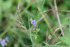 Lobelia alsinoides